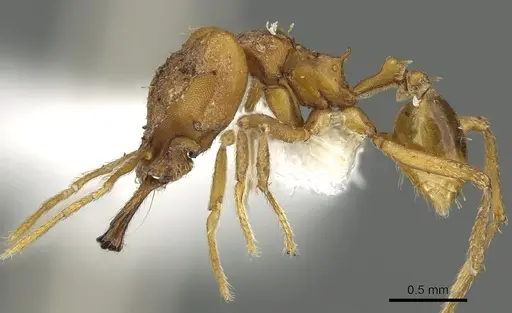 Strumigenys dicomas specimen CASENT0900701 image casent0900701_3