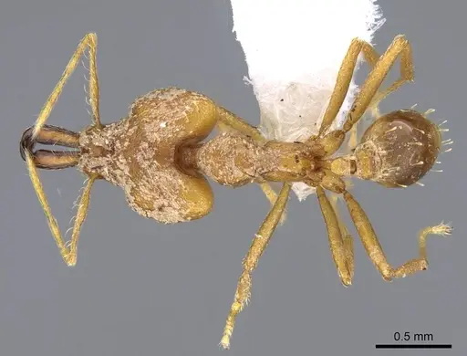 Strumigenys dicomas specimen CASENT0914764 image casent0914764_1