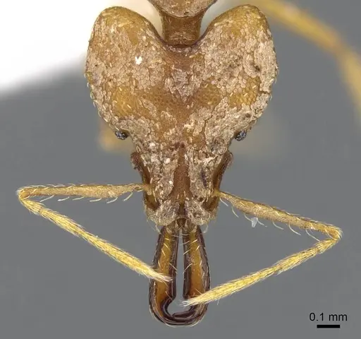Strumigenys dicomas specimen CASENT0914764 image casent0914764_2