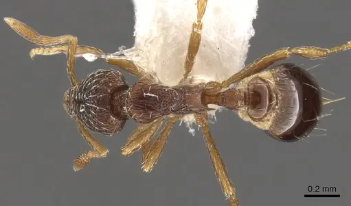 Strumigenys dictynna specimen CASENT0900103 image casent0900103_1