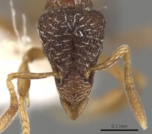 Strumigenys dictynna specimen CASENT0900103 image casent0900103_2