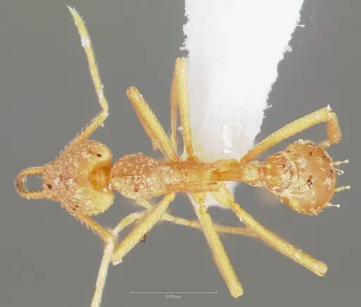 Strumigenys diota specimen CASENT0005522 image casent0005522_1