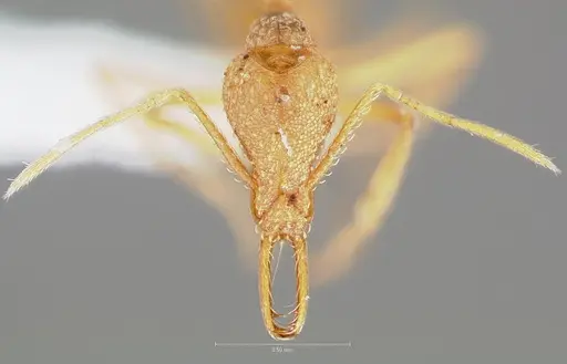 Strumigenys diota specimen CASENT0005522 image casent0005522_2