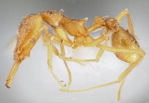 Strumigenys diota specimen CASENT0005522 image casent0005522_3