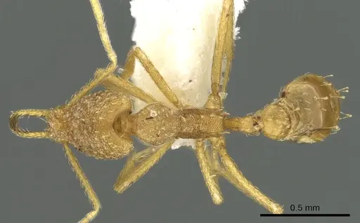 Strumigenys diota specimen CASENT0900718 image casent0900718_1