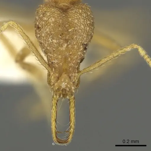 Strumigenys diota specimen CASENT0900718 image casent0900718_2