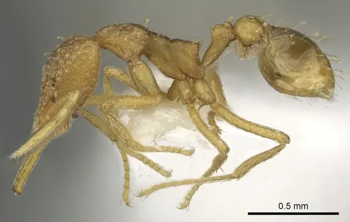 Strumigenys diota specimen CASENT0900718 image casent0900718_3
