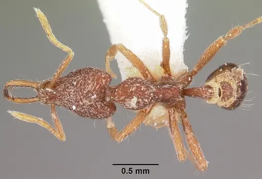 Strumigenys dipsas specimen CASENT0102643 image casent0102643_1
