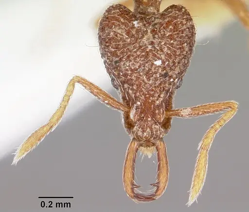 Strumigenys dipsas specimen CASENT0102643 image casent0102643_2