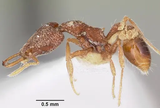 Strumigenys dipsas specimen CASENT0102643 image casent0102643_3