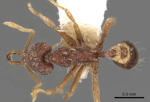 Strumigenys dipsas specimen CASENT0900798 image casent0900798_1