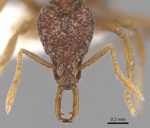 Strumigenys dipsas specimen CASENT0900798 image casent0900798_2