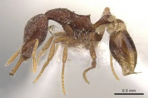 Strumigenys dipsas specimen CASENT0900798 image casent0900798_3