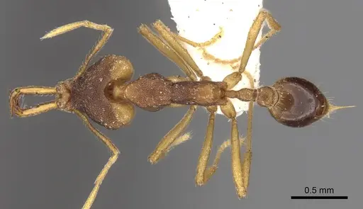 Strumigenys disarmata specimen CASENT0280736 image casent0280736_1