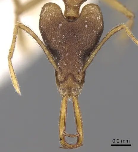 Strumigenys disarmata specimen CASENT0280736 image casent0280736_2