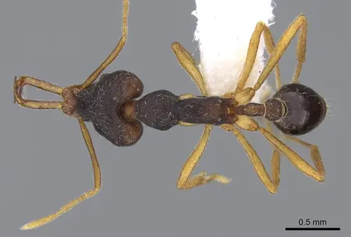Strumigenys disarmata specimen CASENT0914789 image casent0914789_1