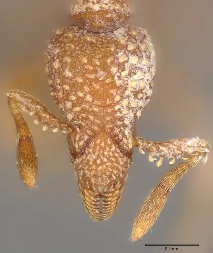 Strumigenys disjuncta specimen CASENT0385711 image casent0385711_1