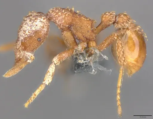 Strumigenys disjuncta specimen CASENT0385711 image casent0385711_2