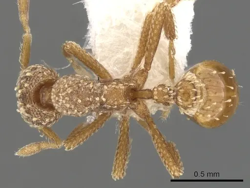 Strumigenys disjuncta specimen CASENT0900136 image casent0900136_1