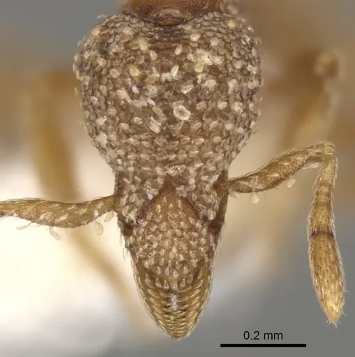Strumigenys disjuncta specimen CASENT0900136 image casent0900136_2