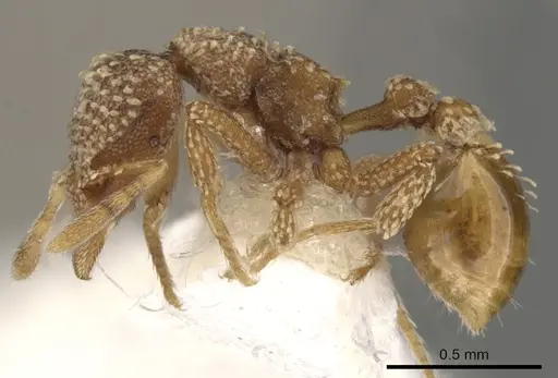 Strumigenys disjuncta specimen CASENT0900136 image casent0900136_3