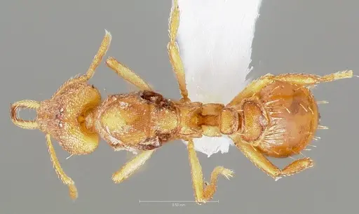 Strumigenys diux specimen CASENT0005545 image casent0005545_1