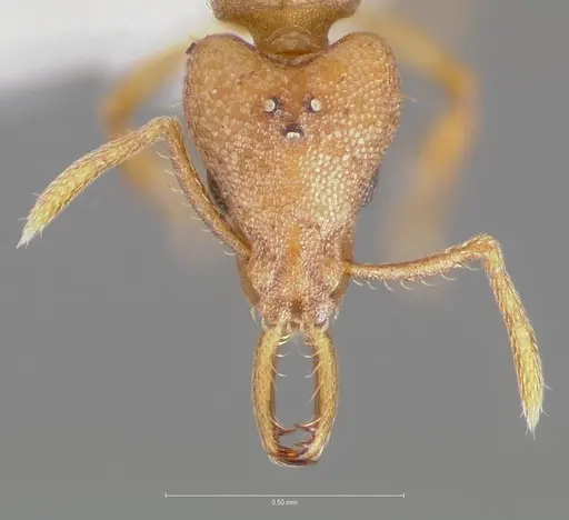Strumigenys diux specimen CASENT0005545 image casent0005545_2
