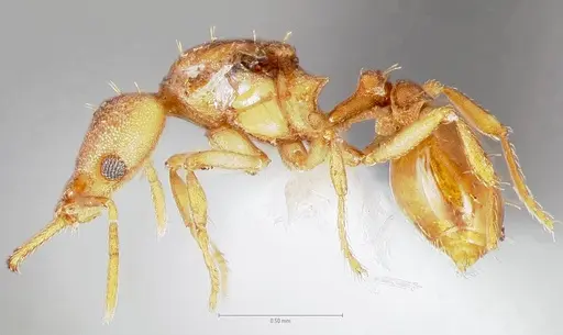 Strumigenys diux specimen CASENT0005545 image casent0005545_3