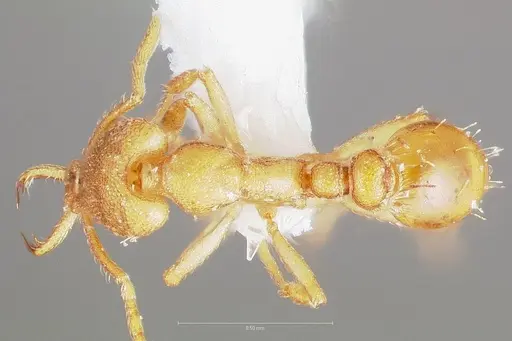 Strumigenys diux specimen CASENT0005546 image casent0005546_1
