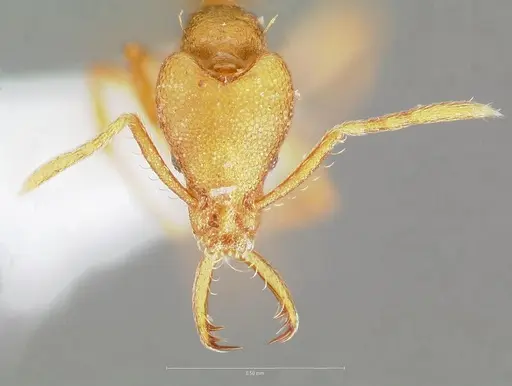 Strumigenys diux specimen CASENT0005546 image casent0005546_2