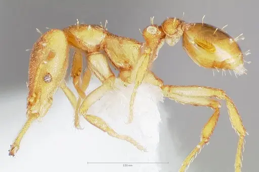Strumigenys diux specimen CASENT0005546 image casent0005546_3