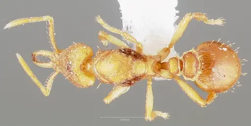 Strumigenys diux specimen CASENT0005547 image casent0005547_1