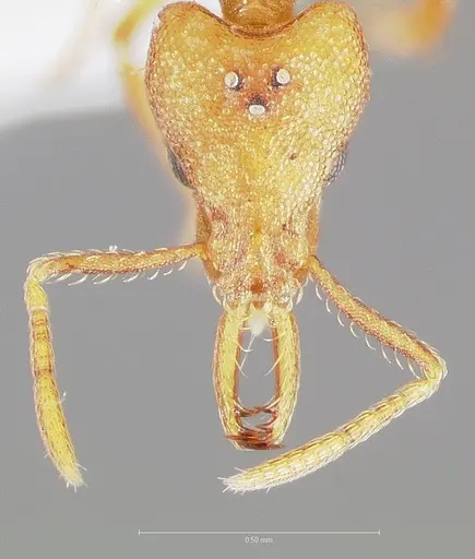 Strumigenys diux specimen CASENT0005547 image casent0005547_2