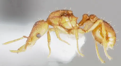 Strumigenys diux specimen CASENT0005547 image casent0005547_3