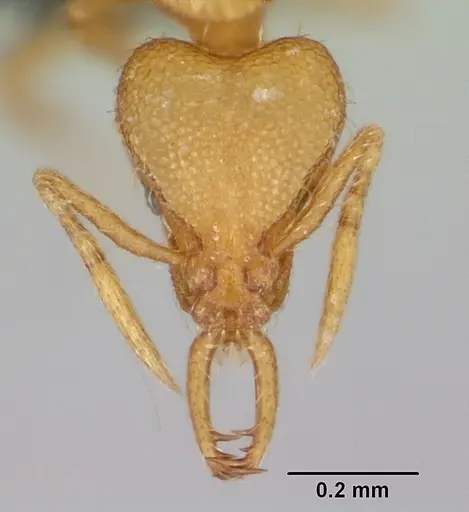 Strumigenys diux specimen CASENT0481184 image casent0481184_2