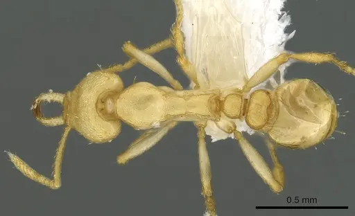 Strumigenys diux specimen CASENT0900719 image casent0900719_1