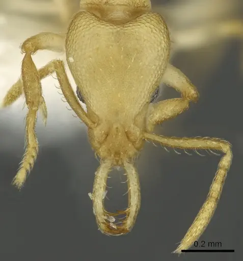 Strumigenys diux specimen CASENT0900719 image casent0900719_2