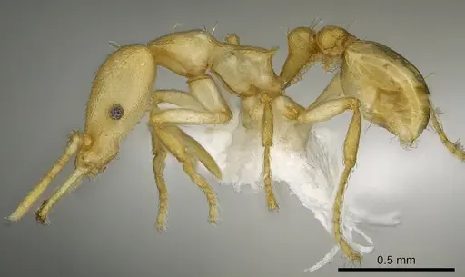 Strumigenys diux specimen CASENT0900719 image casent0900719_3