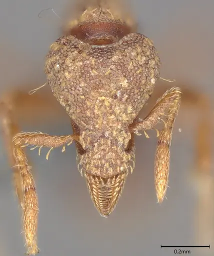 Strumigenys dohertyi specimen CASENT0728919 image casent0728919_1
