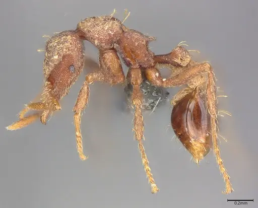 Strumigenys dohertyi specimen CASENT0728919 image casent0728919_2