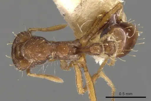 Strumigenys dohertyi specimen CASENT0900105 image casent0900105_1