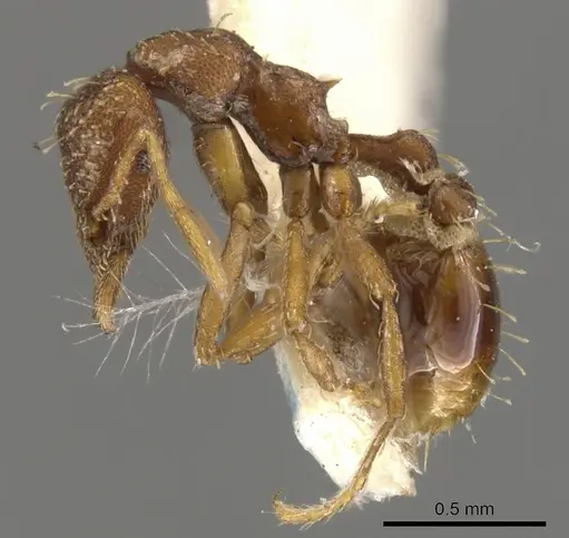Strumigenys dohertyi specimen CASENT0900105 image casent0900105_3