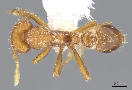Strumigenys dohertyi specimen CASENT0914624 image casent0914624_1