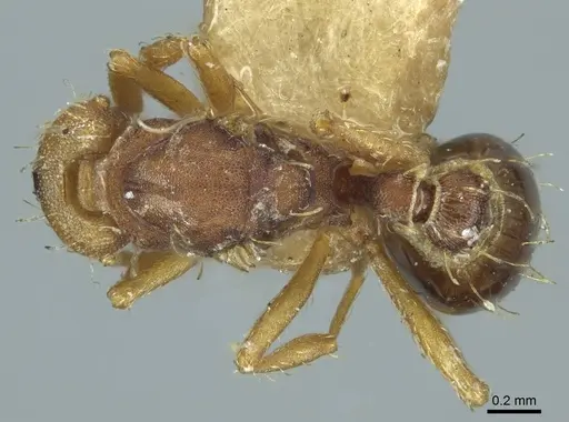 Strumigenys dohertyi specimen CASENT0915949 image casent0915949_1