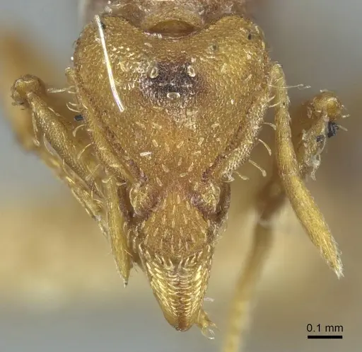 Strumigenys dohertyi specimen CASENT0915949 image casent0915949_2