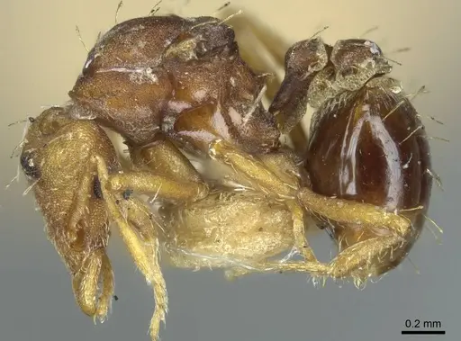 Strumigenys dohertyi specimen CASENT0915949 image casent0915949_3