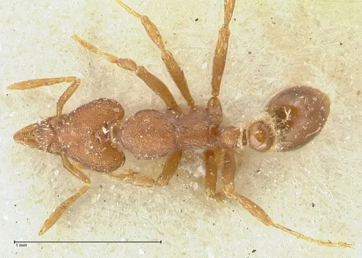 Strumigenys dohertyi specimen FOCOL2156 image focol2156_1