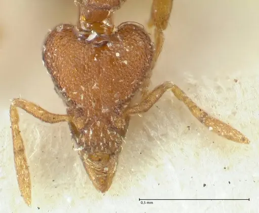 Strumigenys dohertyi specimen FOCOL2156 image focol2156_2