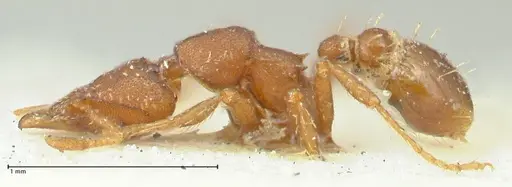 Strumigenys dohertyi specimen FOCOL2156 image focol2156_3