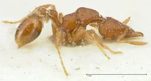 Strumigenys dohertyi specimen FOCOL2156 image focol2156_4